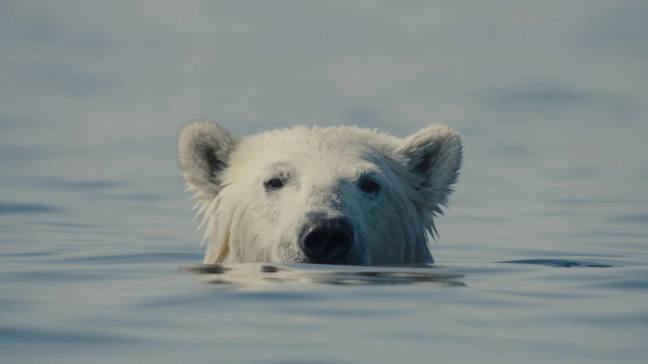 Nuisance Bear