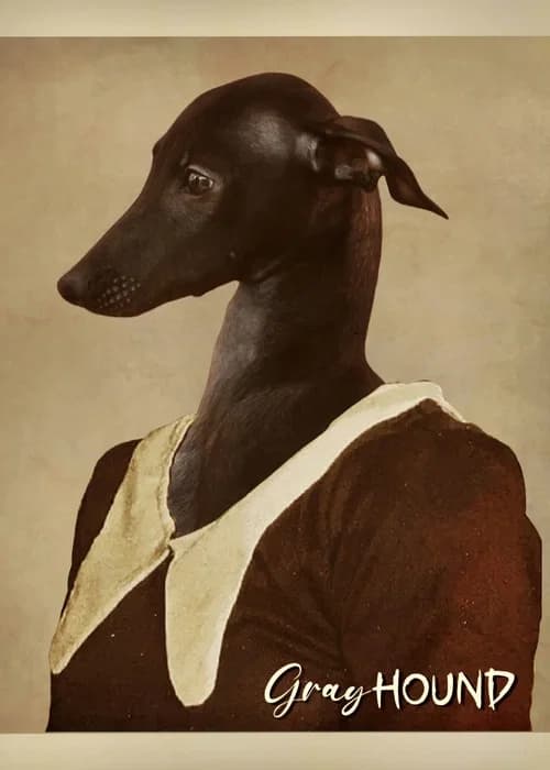 Gray Hound